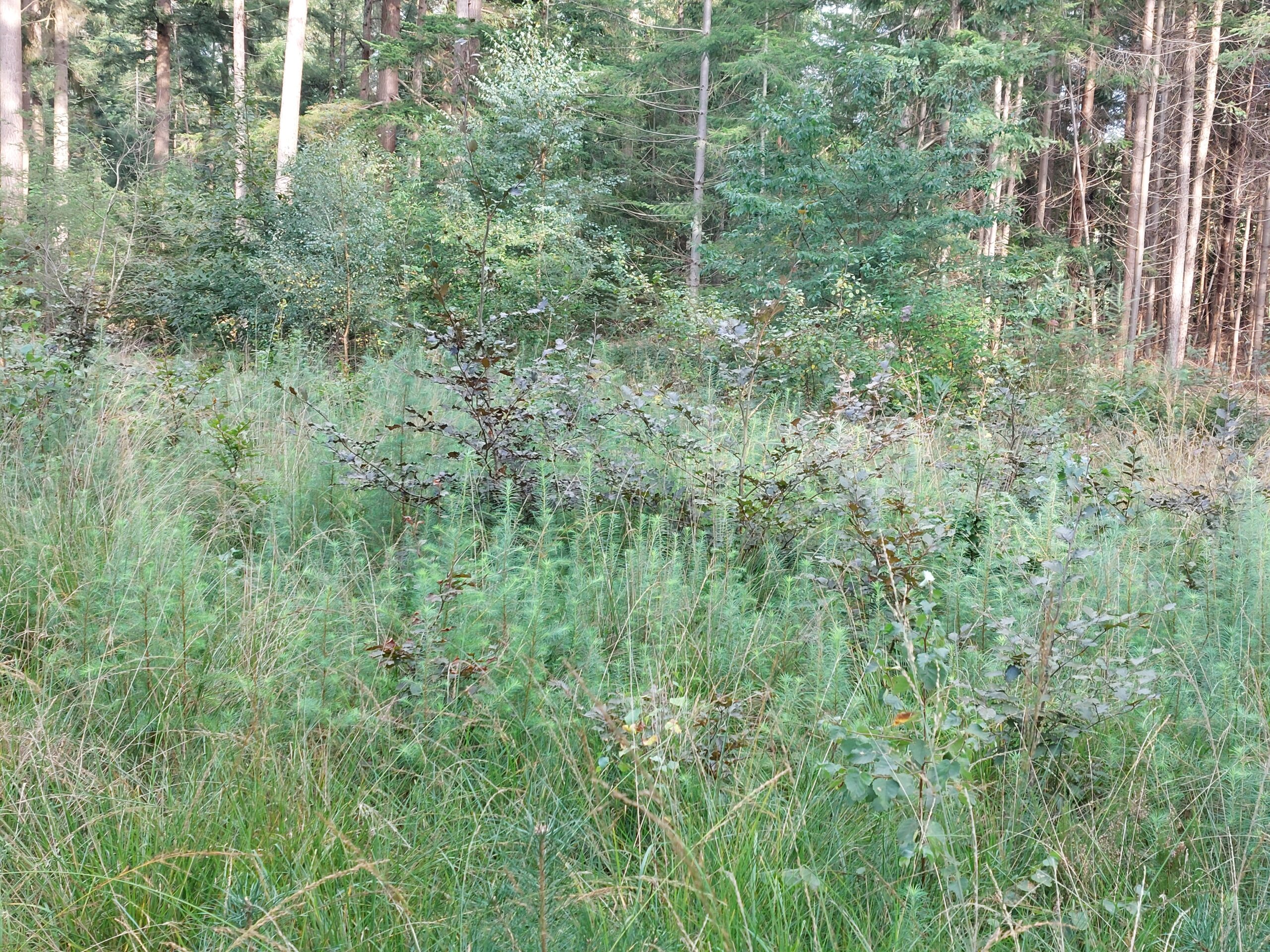 Dichte bosbegroeiing met varens en struiken onder hoge bomen.