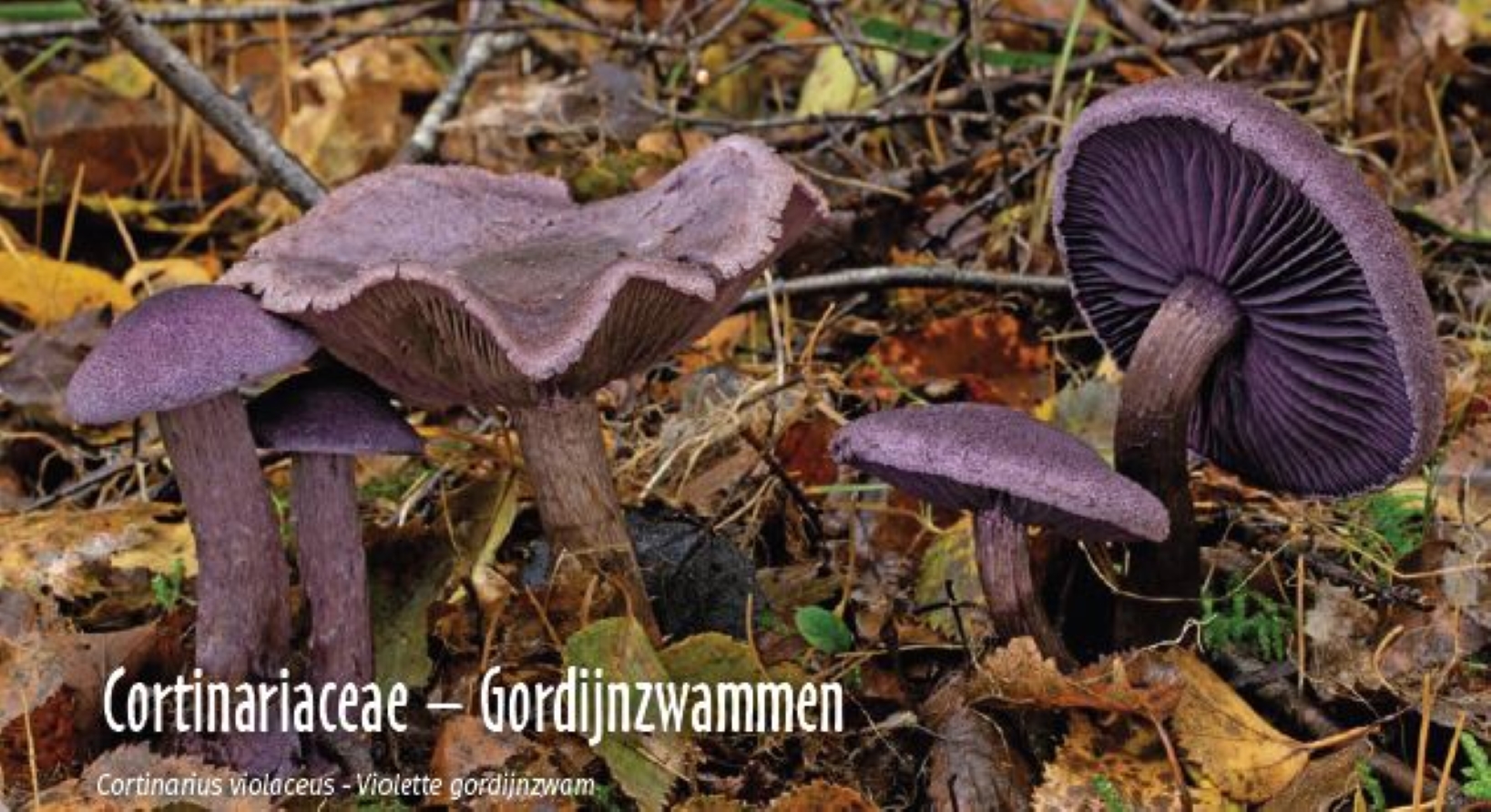 Paarse gordijnzwammen in een bosrijke ondergrond met herfstbladeren.