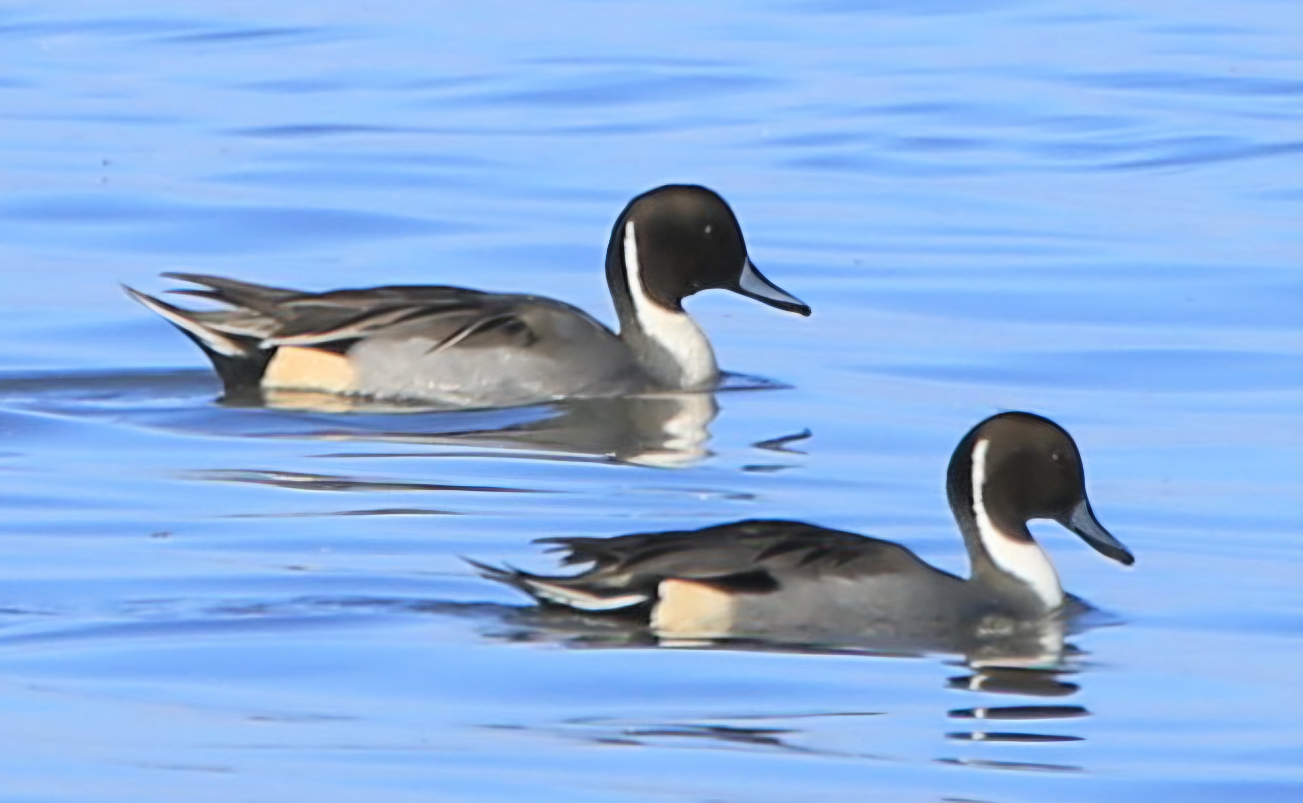 Twee taigapijlstaarten zwemmen samen op een rustig, lichtblauw meer.