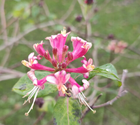 Roze bloemen van een kamperfoeliestruik met groene bladeren op een wazige achtergrond.