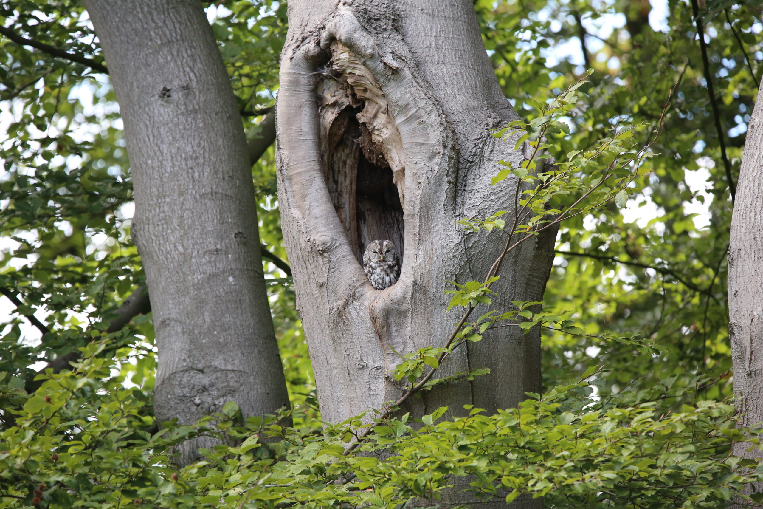 Uil verstopt zich in een holle boomstam, omgeven door groene bladeren.