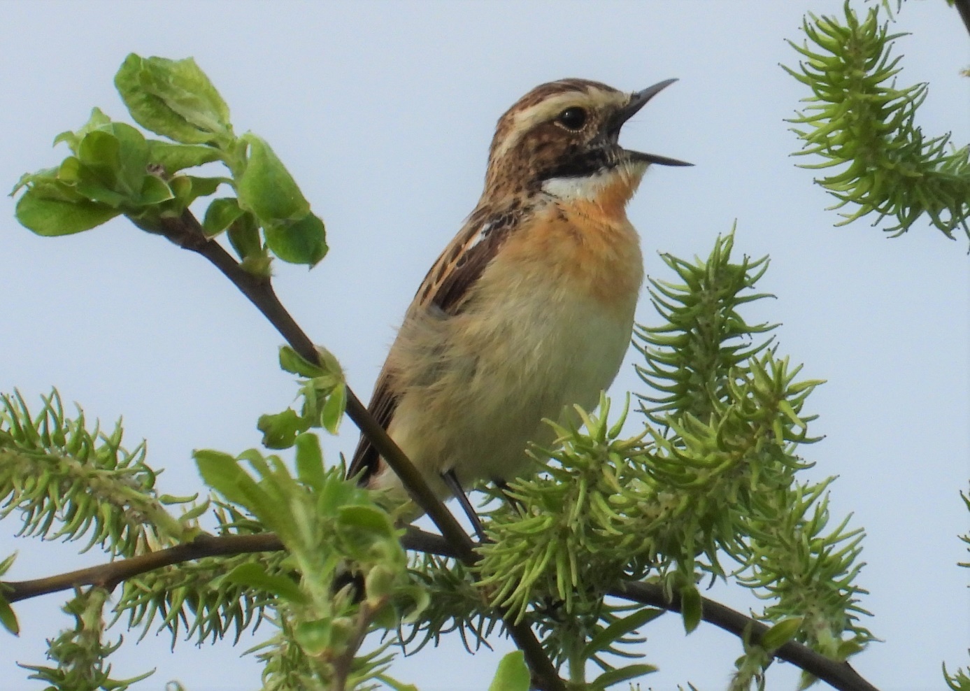 Zingende vogel op een tak met groene bladeren en naalden tegen een blauwe lucht.