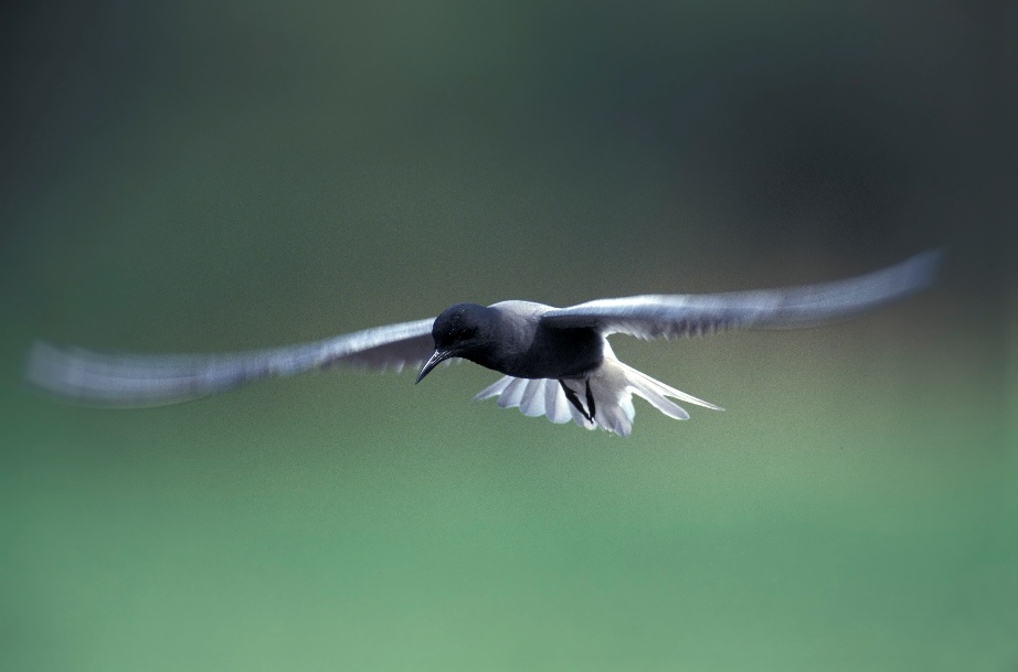 Zwarte stern zweeft met uitgespreide vleugels tegen een wazige groene achtergrond.