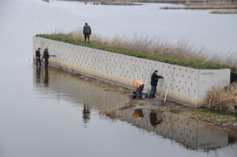 Mensen werken aan een muur bij een waterkant met ladders en emmers; plantengroei bovenop.