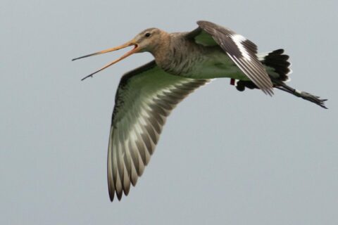 Vliegende grutto met gespreide vleugels tegen een grijze lucht.