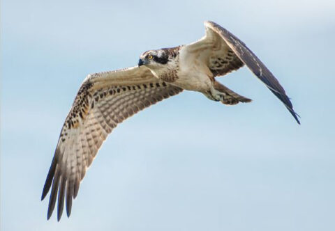 Een visarend vliegt met gespreide vleugels in een heldere lucht.