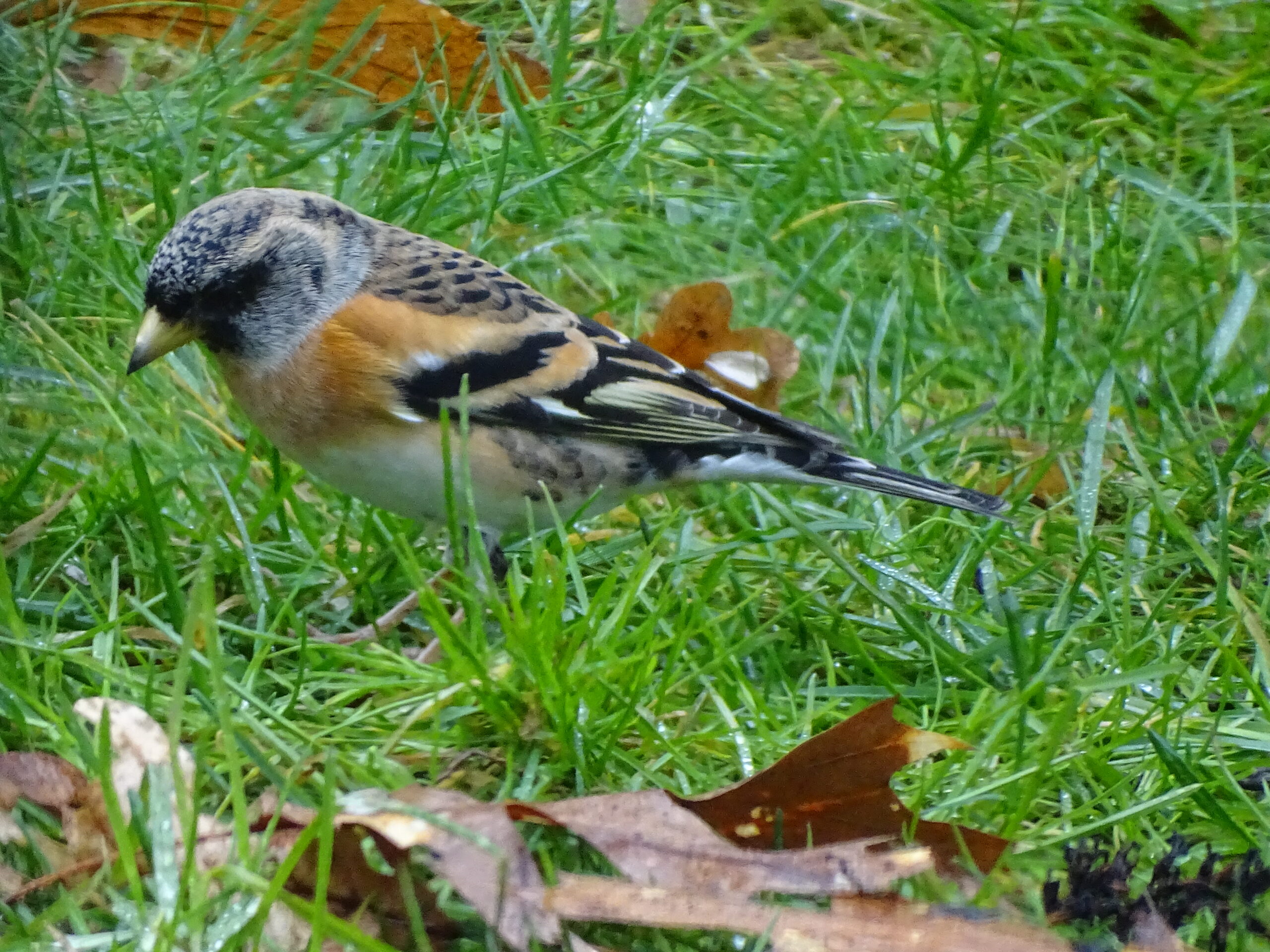 Een vogel met oranje, zwarte en witte veren loopt door gras.