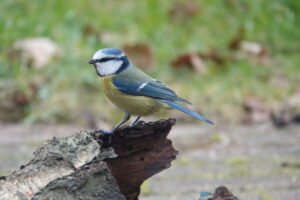 Pimpelmees op een stuk hout, groene achtergrond.