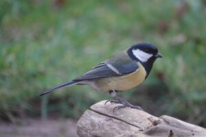 Koolmees staat op een tak tegen een wazige, groene achtergrond.