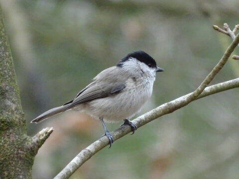 Kleine vogel met zwarte kop zit op een kale tak, achtergrond is vaag bosgroen.