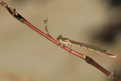 Bruine juffer rust op een dunne tak tegen een effen, wazige achtergrond.