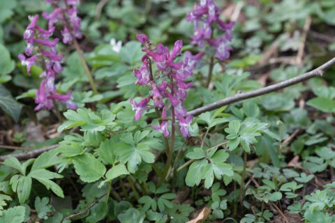 Paarse bloemen tussen groene bladeren in een bosrijke omgeving.