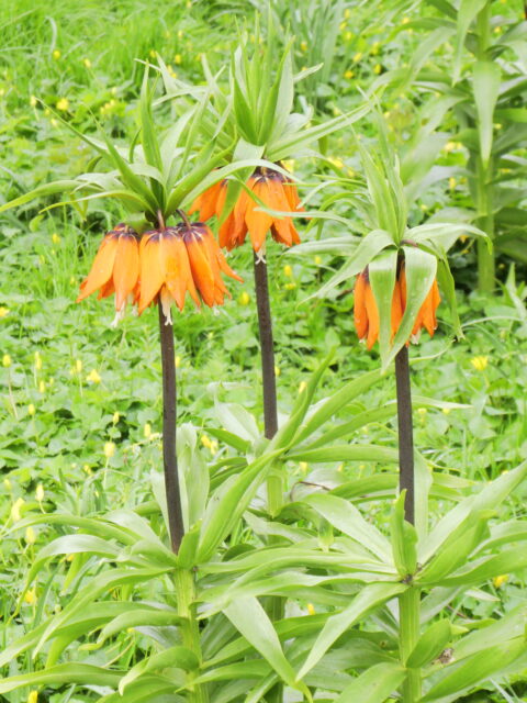 Oranje keizerskroon bloemen met groene bladeren in een weelderige tuinomgeving.