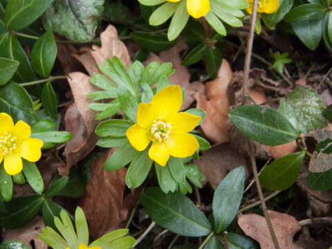 Gele bloemen en groene bladeren op een bed van bruine herfstbladeren.