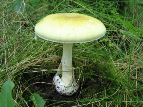 Gele paddenstoel groeit tussen groen gras en mos in het bos.