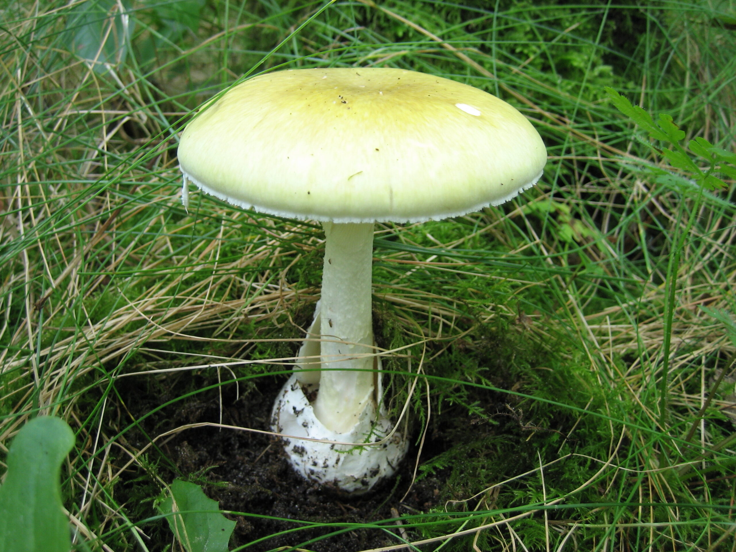 Gele paddenstoel groeit tussen groen gras en mos in het bos.