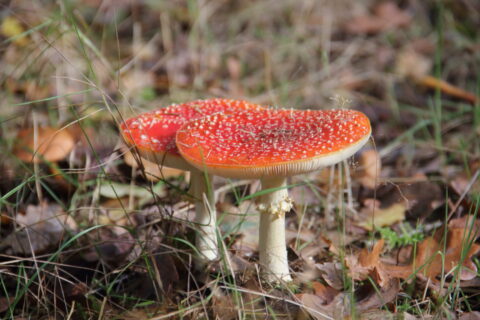 Twee vliegenzwammen met rode hoed en witte stippen in gras.