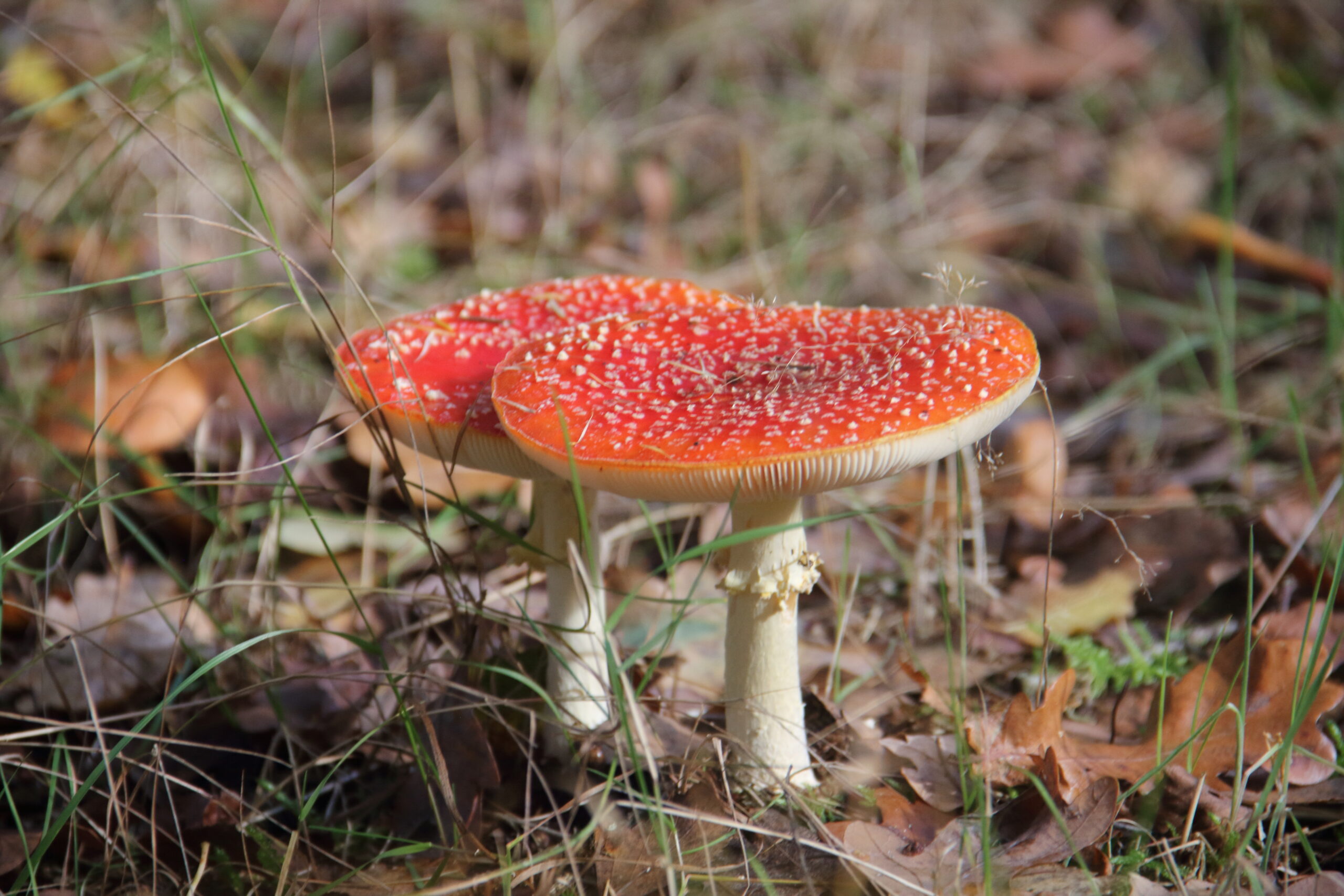 Twee vliegenzwammen met rode hoed en witte stippen in gras.