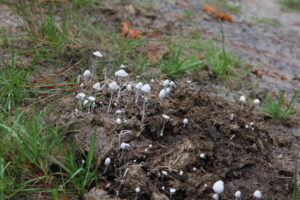 Witte paddenstoelen groeien op een heuvel van aarde en gras.