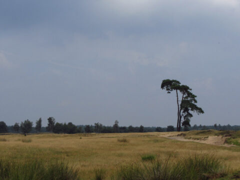 Eenzaam staande boom in een uitgestrekt veld onder bewolkte hemel.