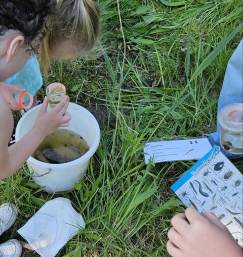 Kinderen onderzoeken waterorganismen met emmer, loeppotjes en identificatiekaart op gras.