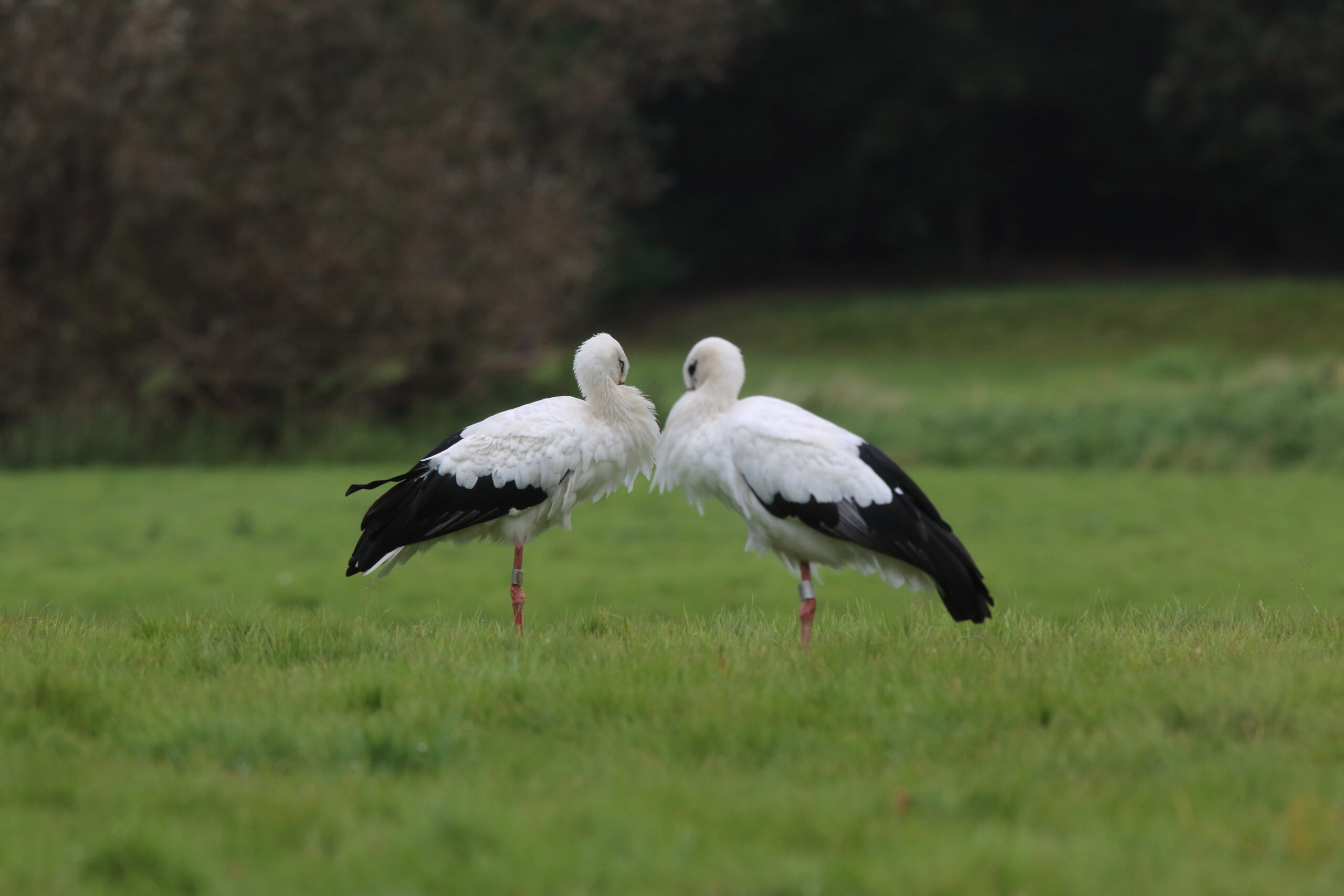 Twee ooievaars staan tegenover elkaar in een grasveld.