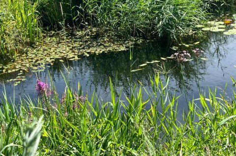 Een vijver met lelies en roze bloemen omgeven door groene rietplanten.