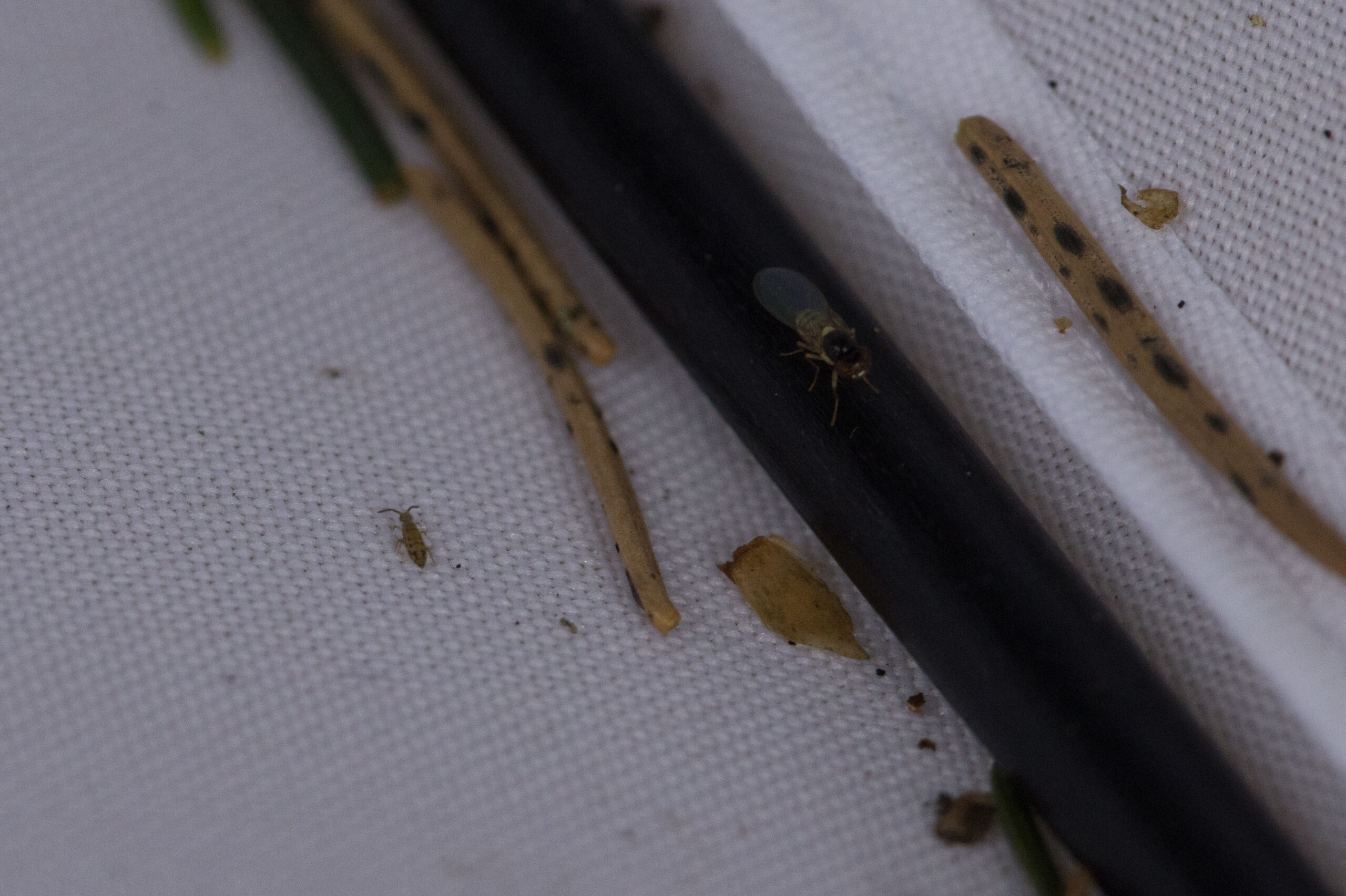 Insecten en stro op een witte doek naast een zwarte stang.