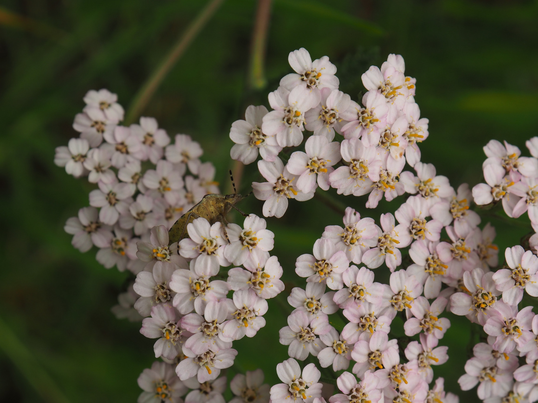 Insect op roze bloemetjes met groene achtergrond.
