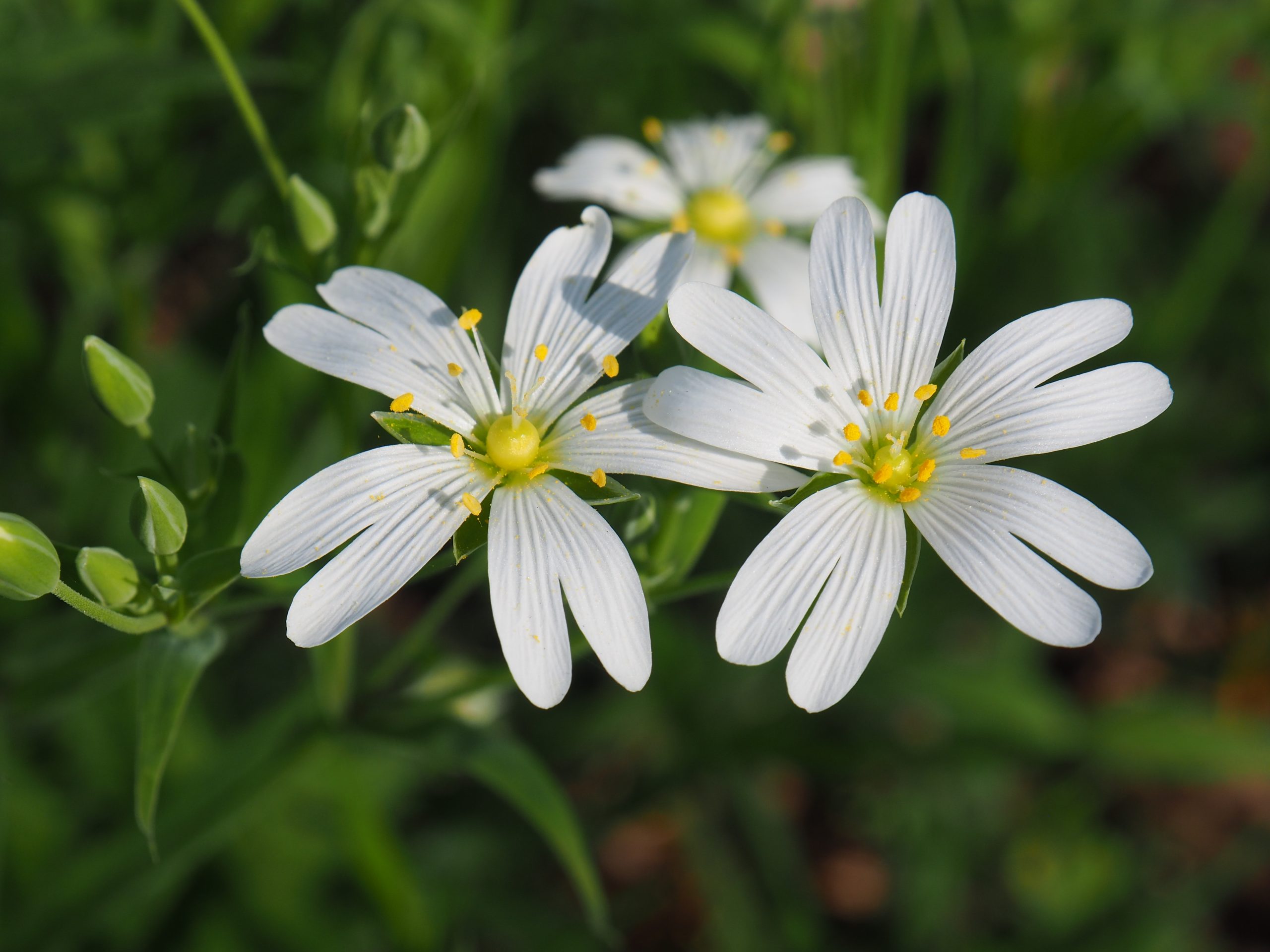 Geen Slanke sleutelbloem door Elly