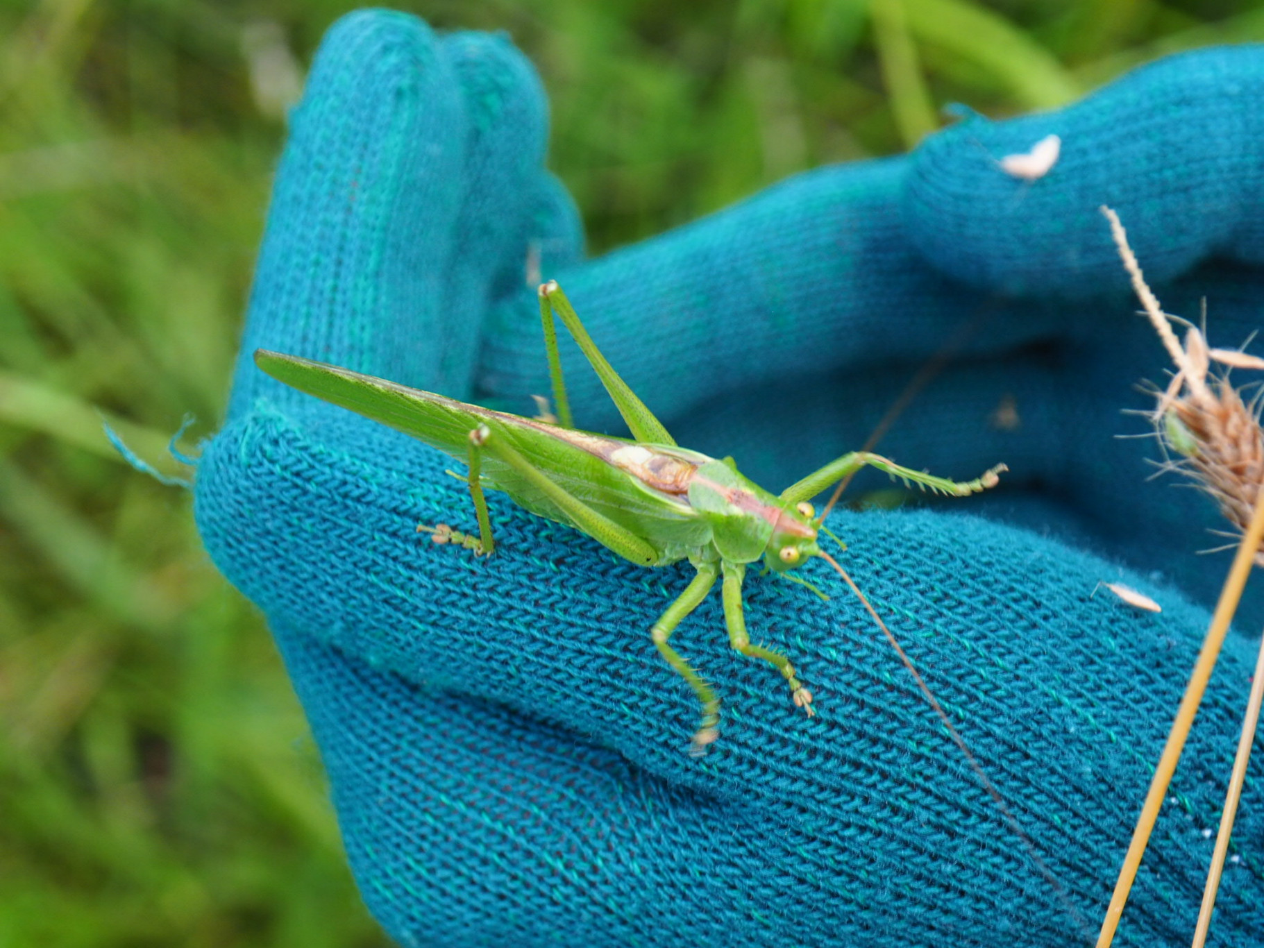 IVN Natuurgidsenopleiding Het Groene Woud