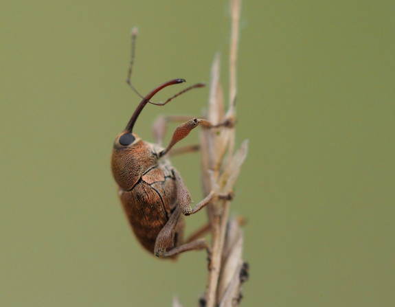 kleine_eikelboorder_ _curculio_glandium