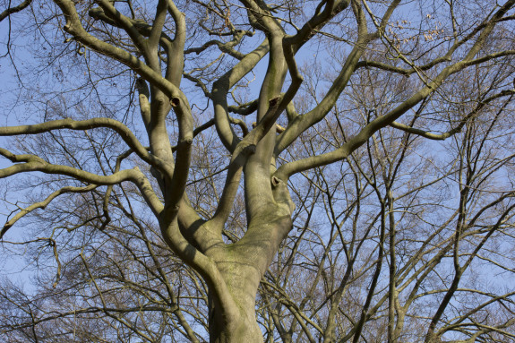 indrukwekkende kroon van beuk in winter Elshof foto Gabriel Zwart