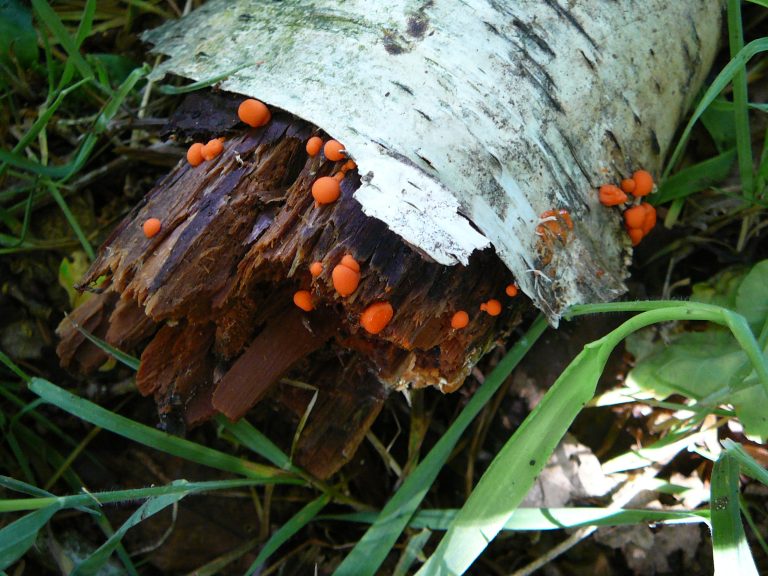 Werkgroep Paddenstoelen