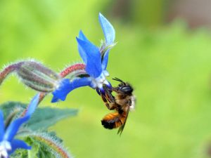rosse_metselbij_op_borage_la_2020 4 30_leeuwerikstr._oirschot