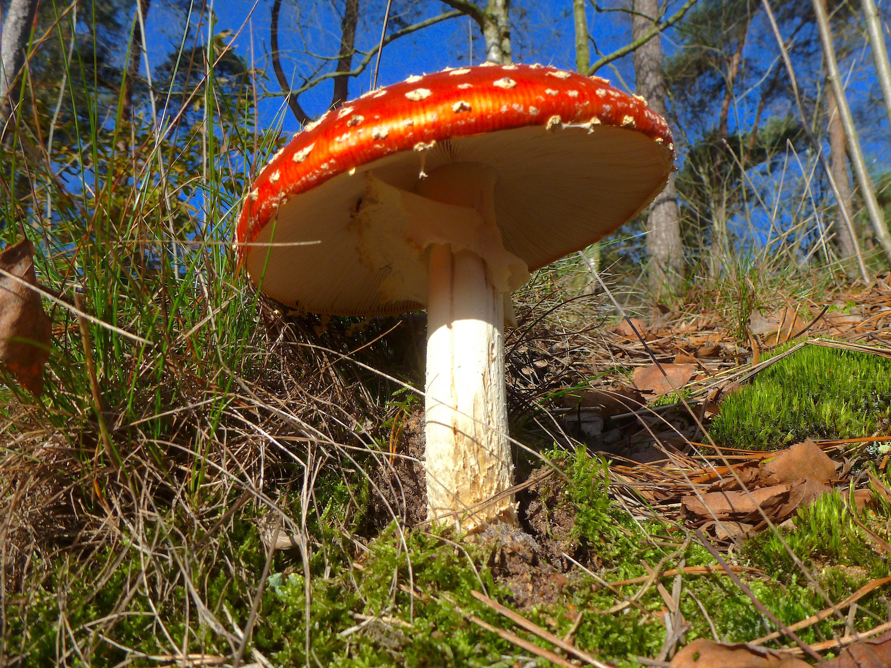Lezing: Paddenstoelen, bloemen van de herfst