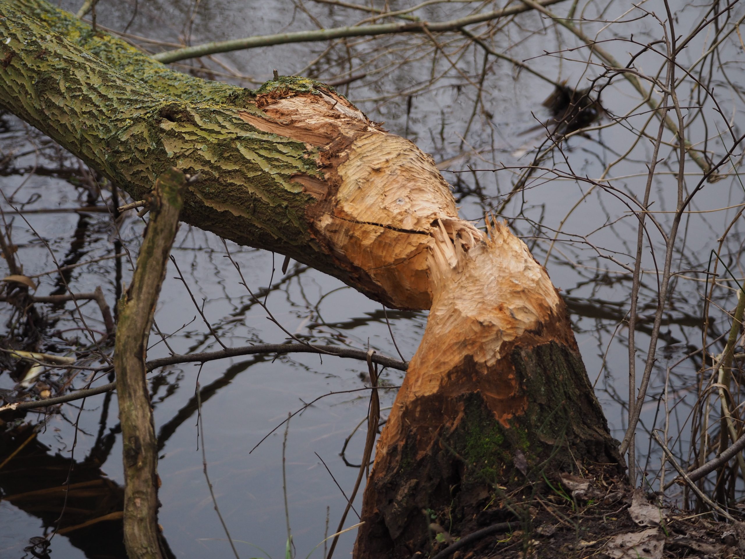 Beverspoor-LA-Oirschot