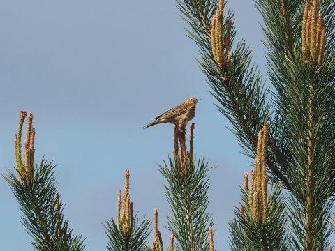 Boompieper-LA-Oirschot