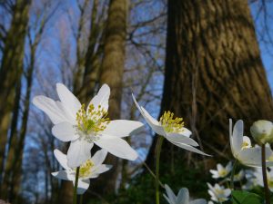 Bosanemonen-LA-Oirschot