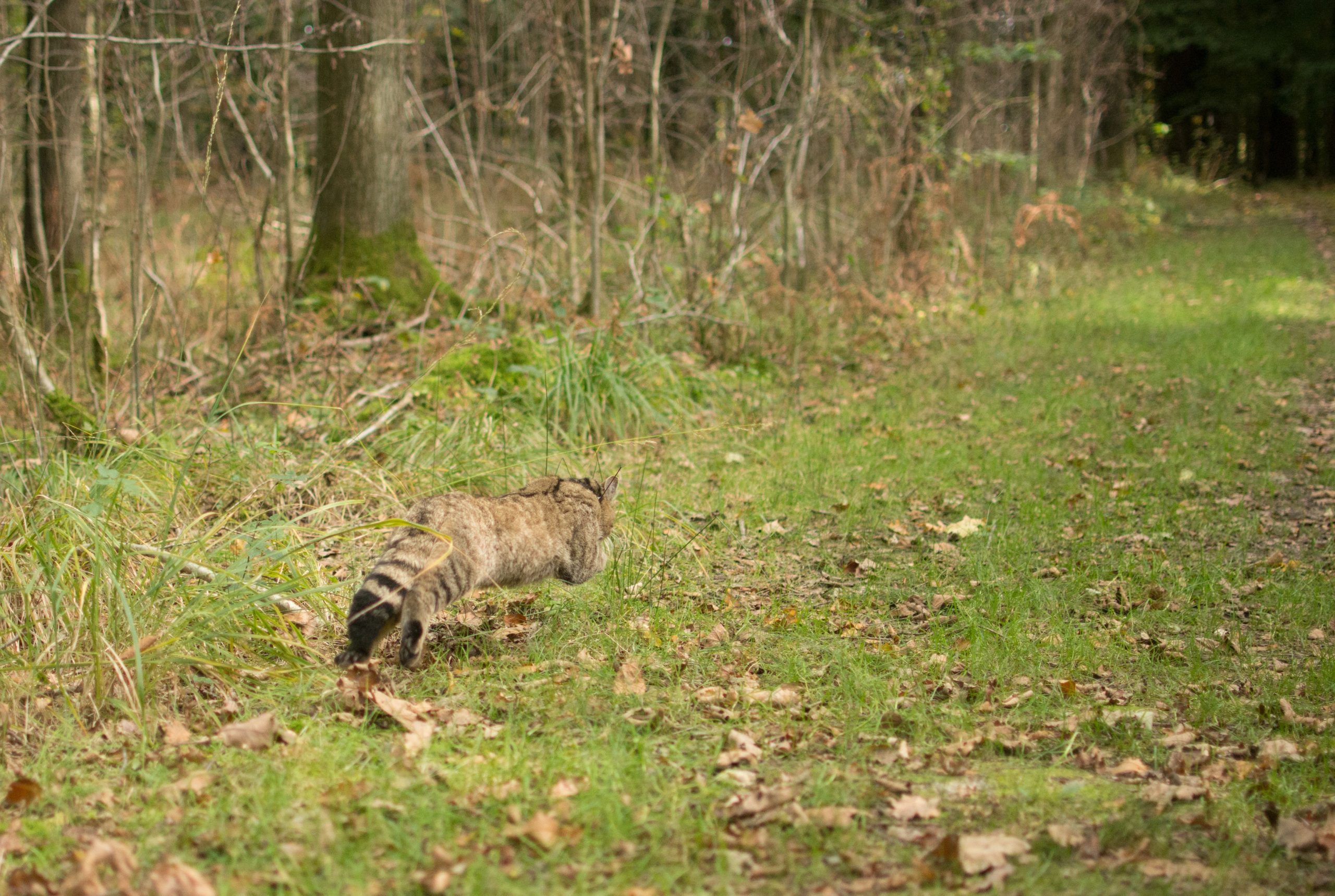 Wilde kat-Jasja Dekker