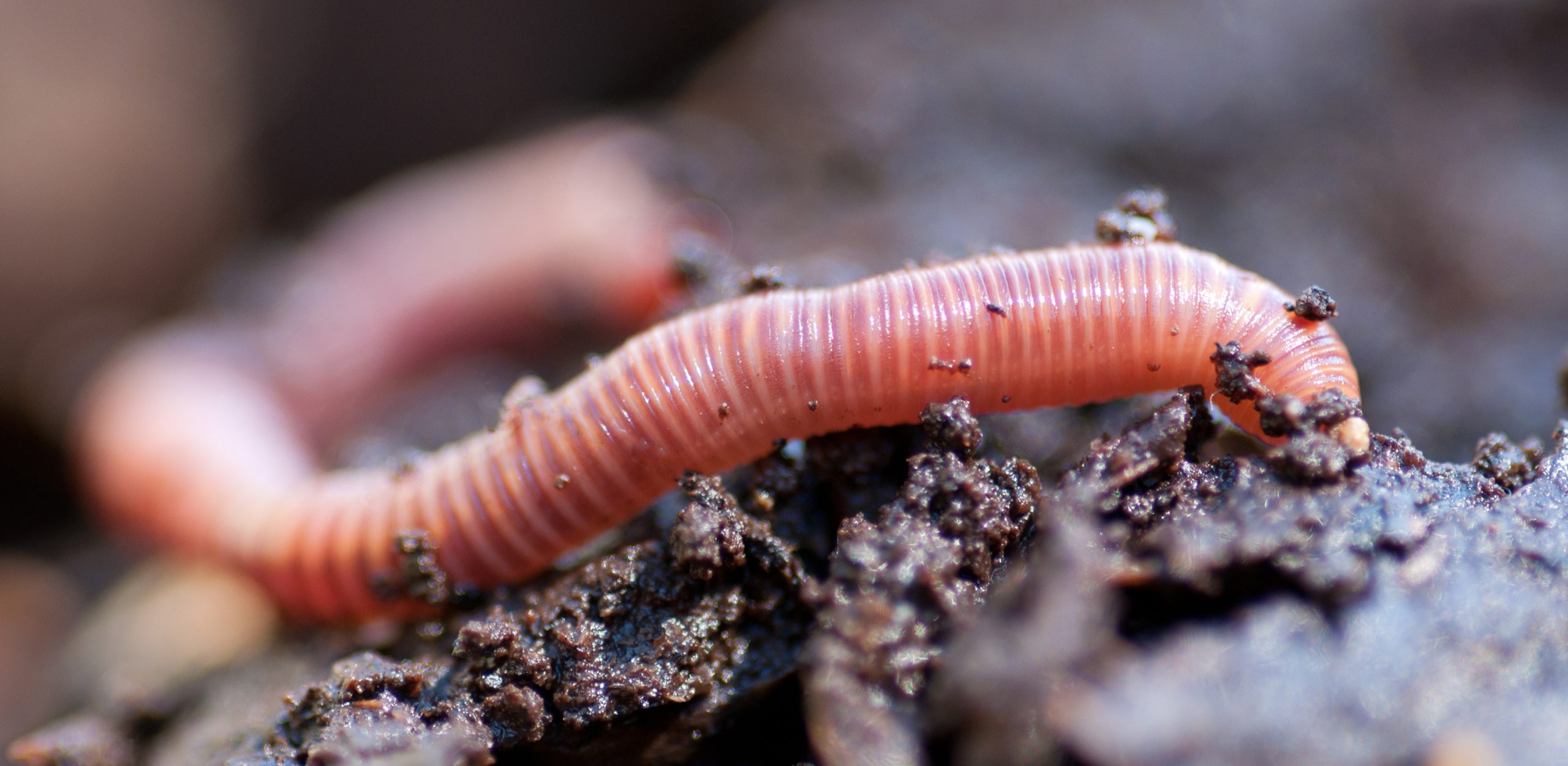Close-up van een roze regenworm kruipend door donkere aarde.