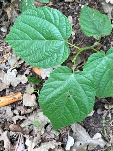 Hollandse linde/blad