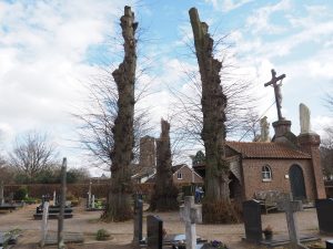 Hollandse linde-LA-Oirschot
