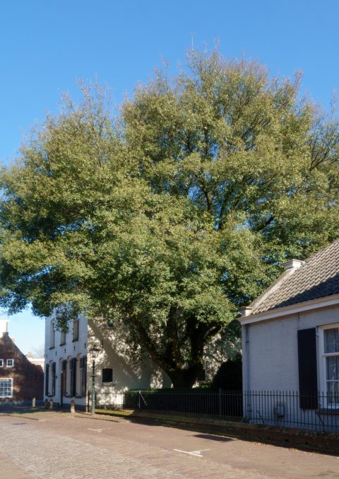 Quercus x kewensis