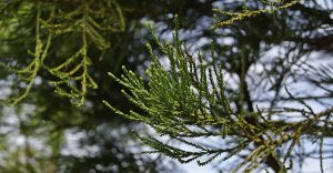 Mammoetboom/blad-Oirschot