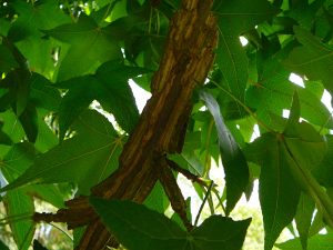 Amberboom-LA-Oirschot