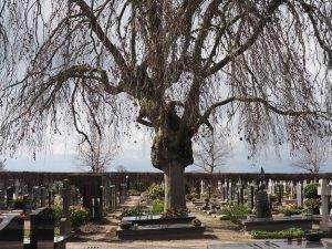 Treurbeuk-LA-Oirschot