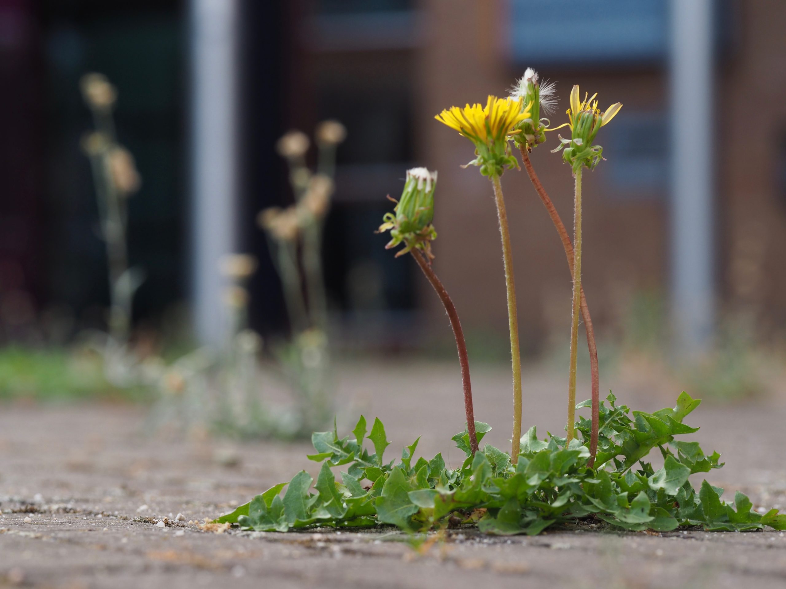 Paardenbloem-LA-Oirschot