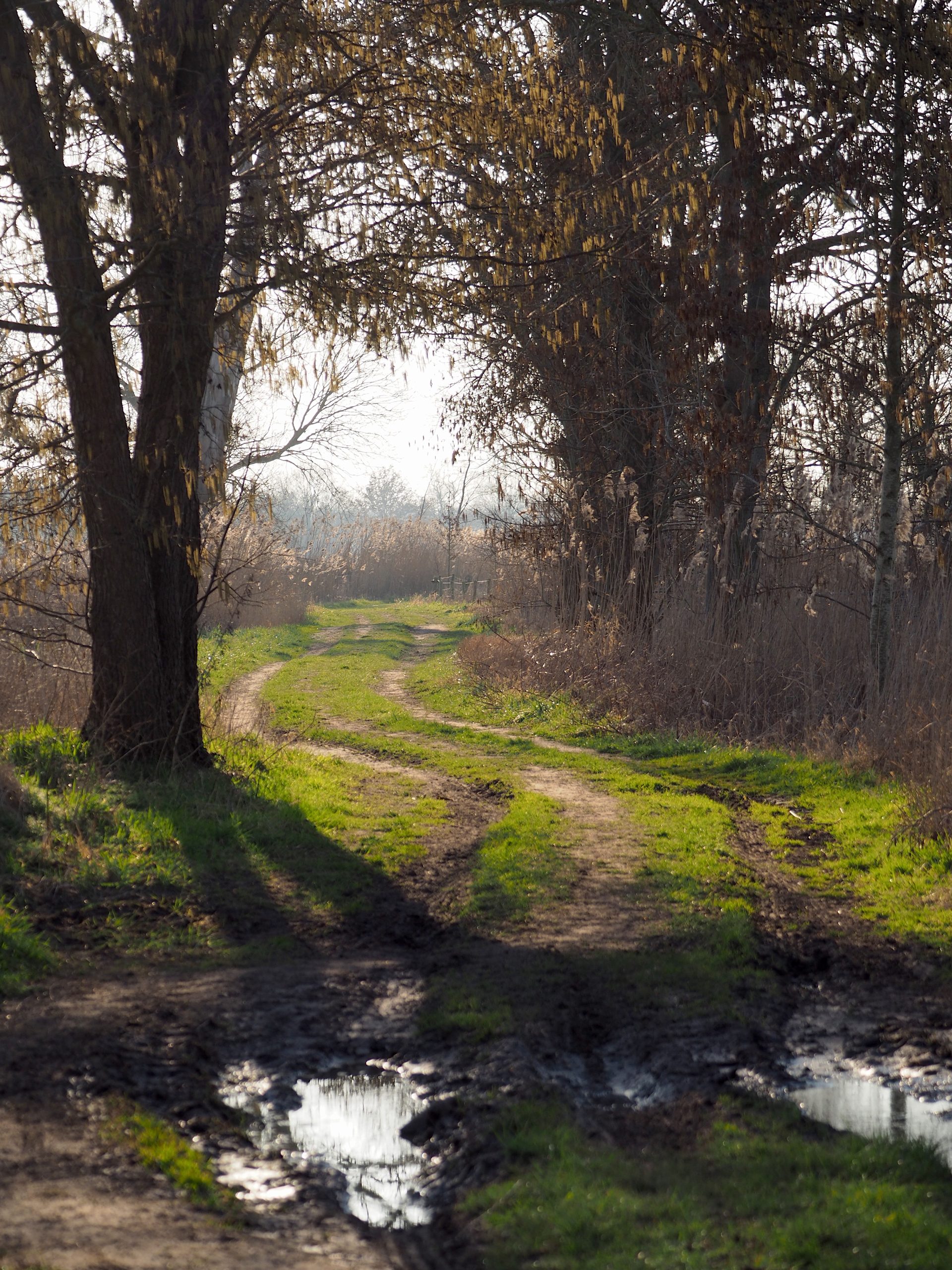 Landschap-LA-Oirschot