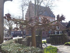 Dakmoerbei-LA-Oirschot